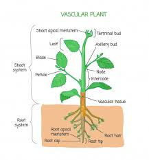Plant Biological Structure Diagram Vascular Plant Plants Biology Plants
