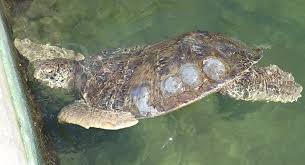 Jan 01, 2020 · 2020 public holidays international service. Teen Designs Belt To Hold Down A Sea Turtle S Bubble Butt Science News For Students