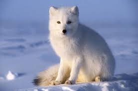 Arctic Fox Facts (Vulpes lagopus)