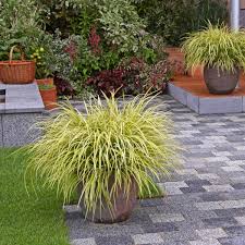 Image result for Carex