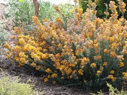 Image result for Centrolobium robustum