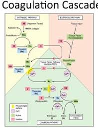 26 Best Clotting Cascade Images Hematology Medical