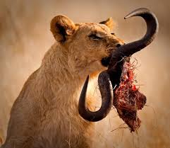 Africa Animals Wild Animal Attack South Africa Wildlife