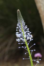 Image result for Cyathula natalensis