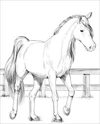 Trakehner Horse Coloring Page Horse Coloring Books Horse Coloring Pages Animal Coloring Pages