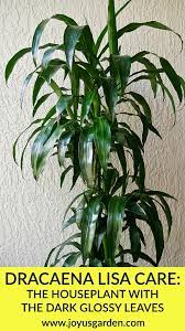 Please click the link in the email i just sent you—i just need to confirm it's really you to prevent spam. Dracaena Lisa Houseplant Care Guide Joy Us Garden