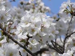 Have the first weeping cherry in your. Growing A Weeping Cherry Tree Hgtv