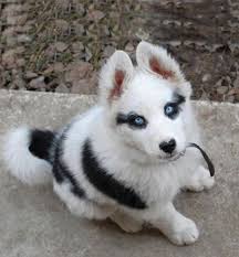 Black And White Spotted Dog With Blue Eyes Little White Black Spotted Wolf Cute Animals Puppies Animals Beautiful
