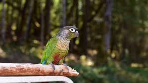 5 Things You Need To Know About Green Cheeked Conures
