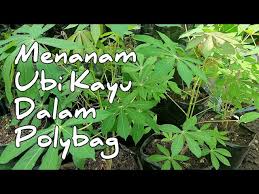 Setelah orkid membesar di dalam pasu komuniti, nurseri akan mengasingkannya ke dalam pasu besar. Unik Menanam Ubi Kayu Di Polybag Youtube
