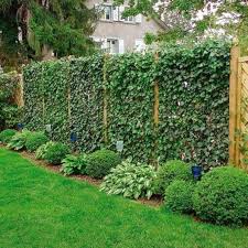 Garden Climbing Plant In Fences Versatile Garden Climbing Plant Privacy Fence Landscaping Fence Landscaping Privacy Landscaping