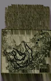 Image result for Tragus koelerioides