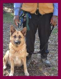 Beautiful coats, disposition, and conformation. Akc Registered German Shepherd Puppy 2 Weeks Old For Sale In Wake Forest North Carolina Classified Americanlisted Com