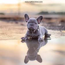 The french bulldog is a top heavy breed. Reserved Lilac Male French Bulldog Puppy For Sale Nw Frenchies Washington State Northwest Frenchies