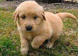 The last thing you need to do is find a name for your new puppy. Akc Golden Retriever Puppies For Sale 602 800 6058 Los Angeles Offer Los Angeles Pets Dogs