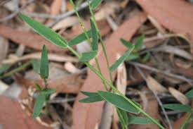 Image result for Entolasia