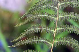 Image result for Thelypteridaceae