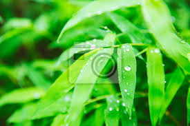 Warum das so ist und wie die lexikon. Regenzeit Regen Tropfen Am Grunen Blatt Der Bambus Pflanze Schone Fototapete Fototapeten Nach Regen Schone Regnet Myloview De