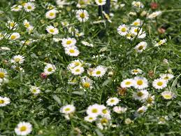 Image result for Dicerocaryum forbesii