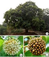 Image result for Mitragyna