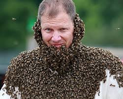 What To Do When A Bee Lands On You Sting Prevention And Remedies Remedies Pinterest Remedies And Bees
