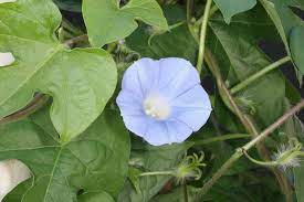Ivyleaf Morningglory Mizzou Weedid