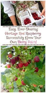The raspberry is the edible fruit of a multitude of plant species in the genus rubus of the rose family, most of which are in the subgenus idaeobatus. Everbearing Heritage Red Raspberry Grow Your Own Berry Patch