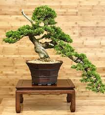 It is a labour of love and a treasure of joy. Chinese Juniper Bonsai Greenwood Bonsai Studio