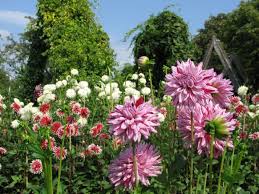 15 değerlendirme ve 6 fotoğraf booking.com'da sizi bekliyor. Natur Fur Senioren Spatsommerblute 05 08 2020 11 00 12 30 Uhr