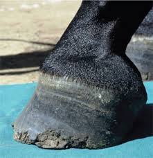 Or, horses can develop club foot. Equine Therapeutic Farriery Dr Stephen O Grady Veterinarians Farriers Books Articles