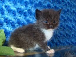 Black And White Ragdoll Kittens For Sale Ragdoll Kittens For Sale Buy Ragdoll Kittens Ragdoll Kittens For Sale Ragdoll Kitten Kittens