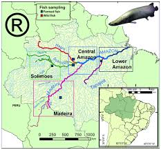 Lake simcoe and lake couchiching, large popular lakes. Bg Commercial Traceability Of Arapaima Spp Fisheries In The Amazon Basin Can Biogeochemical Tags Be Useful