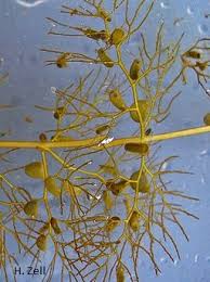 Kuvahaun tulos haulle bladderwort plant
