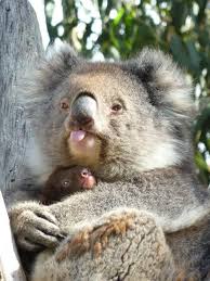Momma Koala That Looks Like She Has Adopted A Monkey Baby Animals Cute Animals Koala Bear