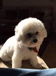 The bichon frise typically will cost anywhere in the range of $250 to $2,500. How Much Should A Bichon Frise Puppy Cost Quora