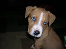 To furnish guidelines for breeders who wish to maintain the quality of their breed and to improve it; Pin On G I R L S B F F
