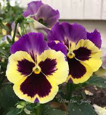 Pin By Dina Sanchez On Pansy Garden Pansies Flowers Fancy Flowers Pansies