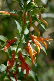 Image result for Scleria laxiflora