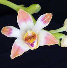 Image result for Centrostigma