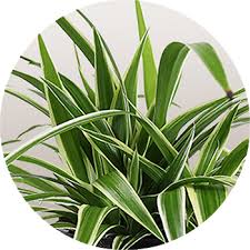 Image result for Chlorophytum hirsutum