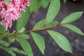 Image result for Syringa prestoniae