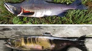Pink salmon, humpbacked salmon, humpback salmon, humpback esperanto: Nina Kartlegger Pukkellaks I Ar Norske Lakseelver