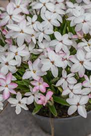 Image result for Hypoxidaceae