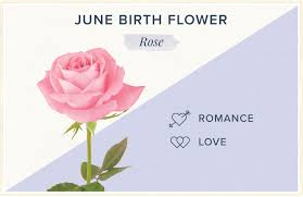 What is the flower for my birth month. Birthday Flowers The Complete Guide Of Birth Month Flowers