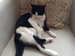Bu Benim Minik Ve Tombul Kedim Mia Kedi