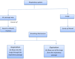 Effective And Creative Lesson Plans For Teachers By Teacher Lesson Plan Of Respiratory System General Science Grade Vii