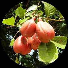 Image result for Blighia