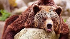 Discover (and save!) your own pins on pinterest Brown Bears Wallpapers Top Free Brown Bears Backgrounds Wallpaperaccess