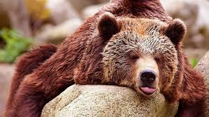 Cute big bear stony landscape nature background. Brown Bears Wallpapers Top Free Brown Bears Backgrounds Wallpaperaccess