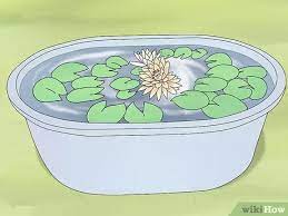 Water lilies are the most popular water plants for decorative ponds. How To Grow Water Lilies With Pictures Wikihow